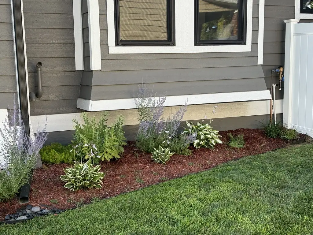 Foundation planting with hostas, Russian sage, and mixed perennials
