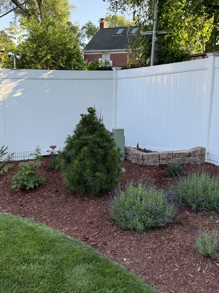 Lush garden bed with pine tree, lavender, and stone border accents