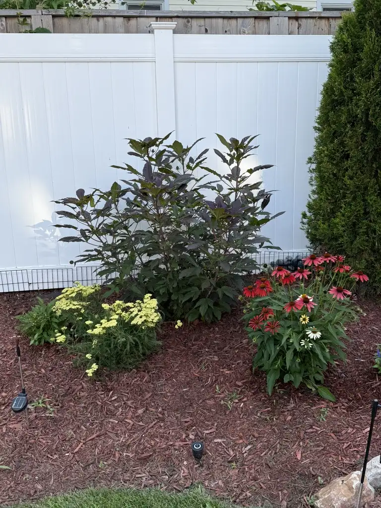 Flowering garden bed with solar stake lights and coneflowers