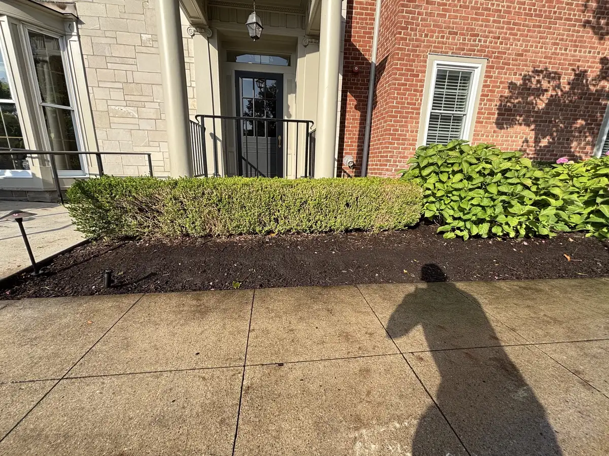 Professionally trimmed boxwood hedge with fresh mulch border