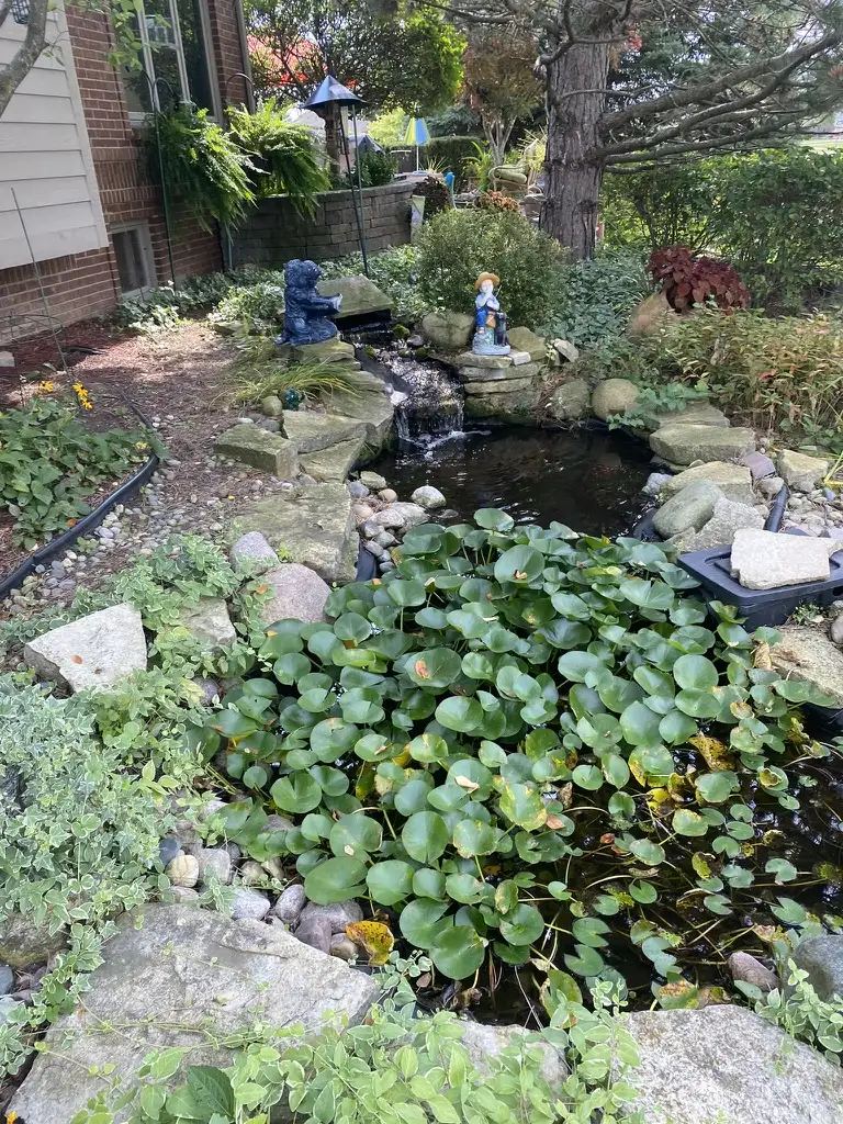 Lush koi pond with abundant lily pads, stone edging, and garden statues